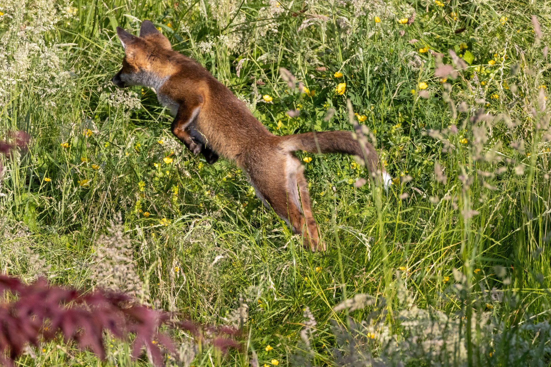 Zoomies