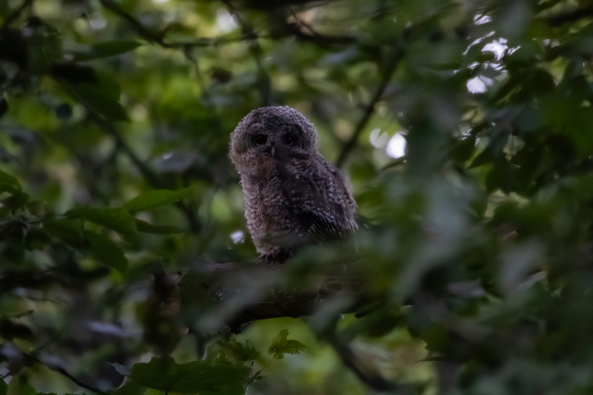 Tawny Owl