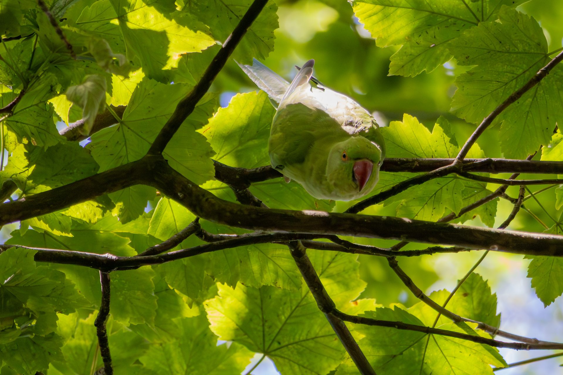 Parakeets