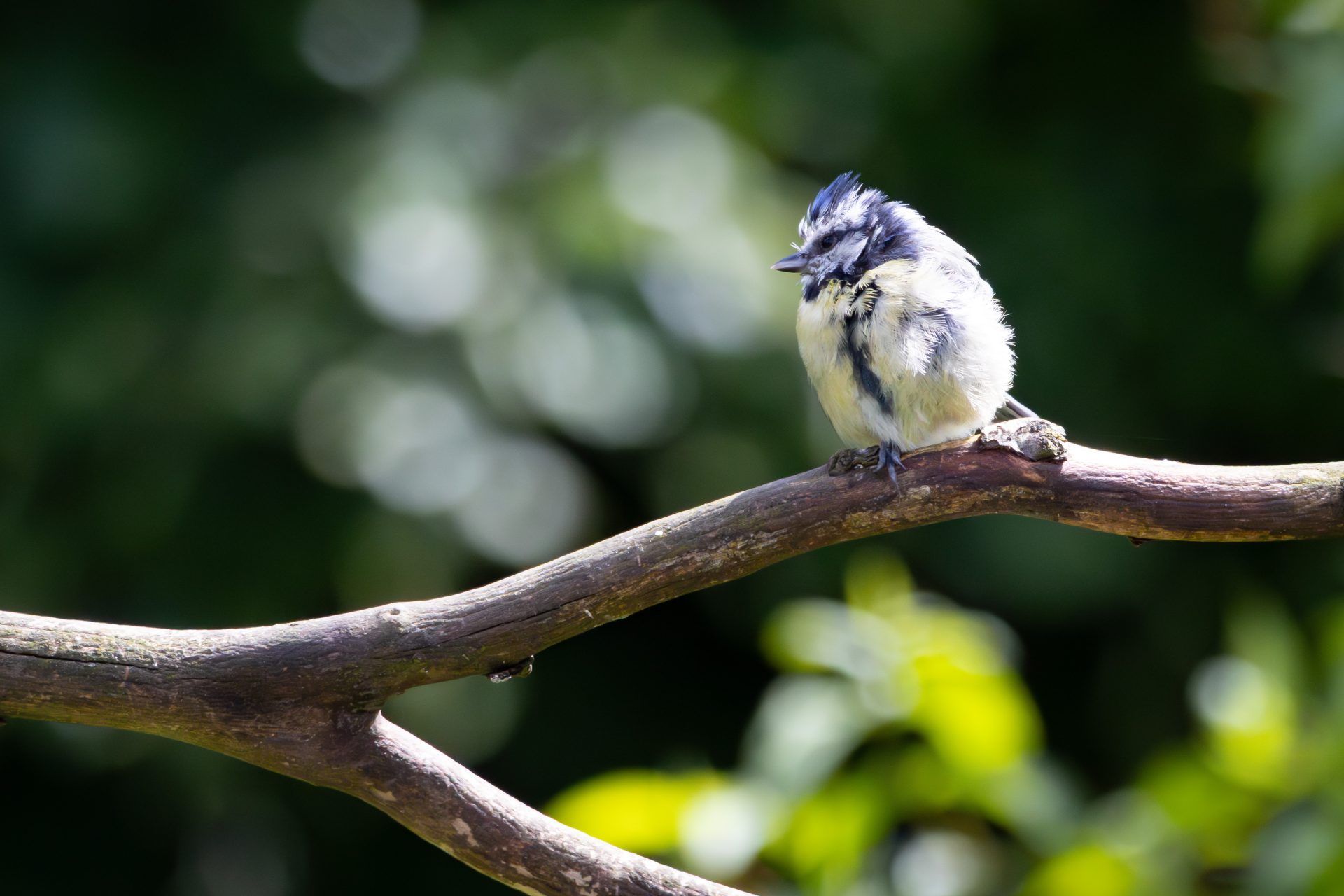 Birds and a bee