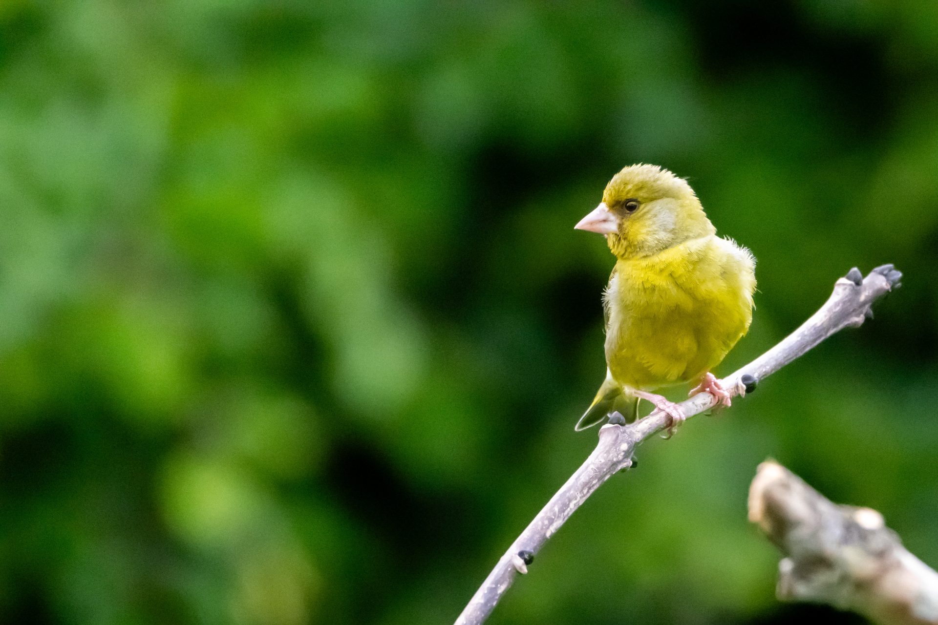 Greenfinches and friends