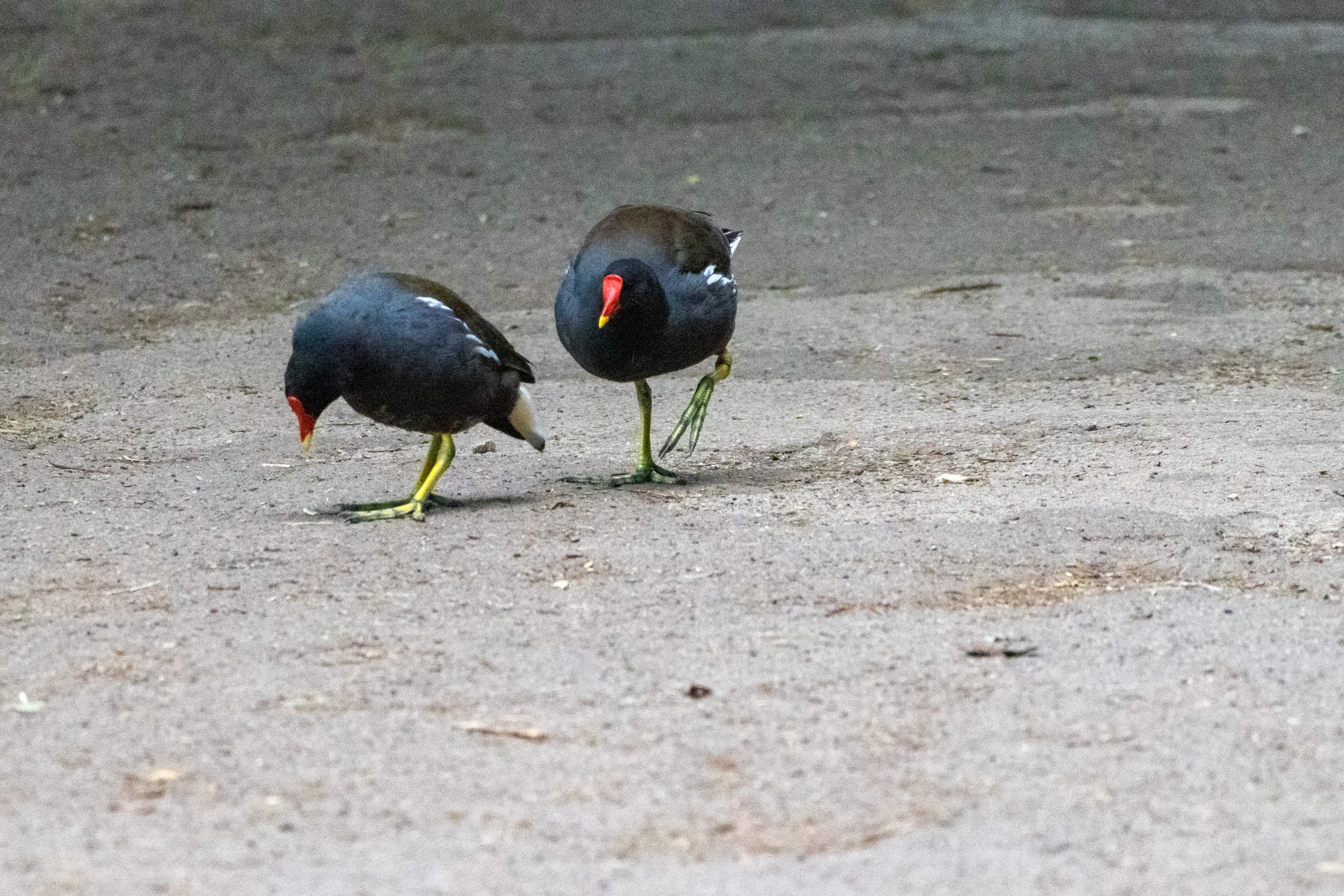 A walk in the park