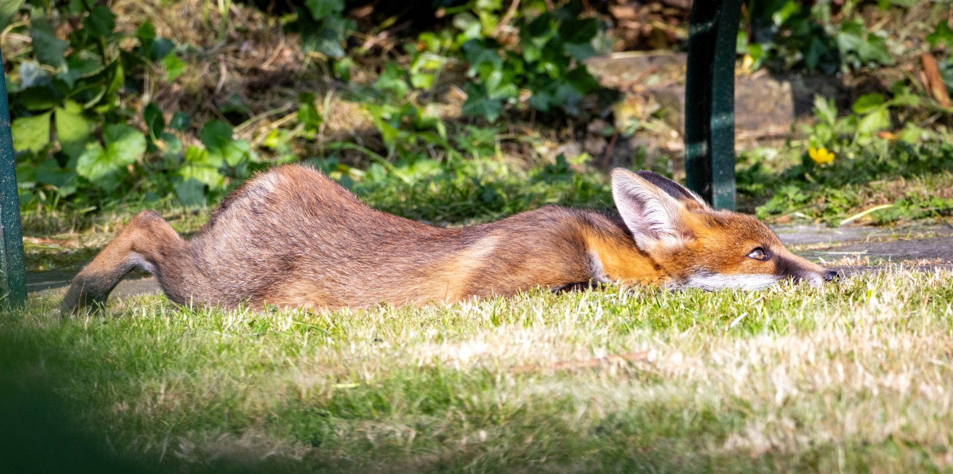 Sleepy fox cub