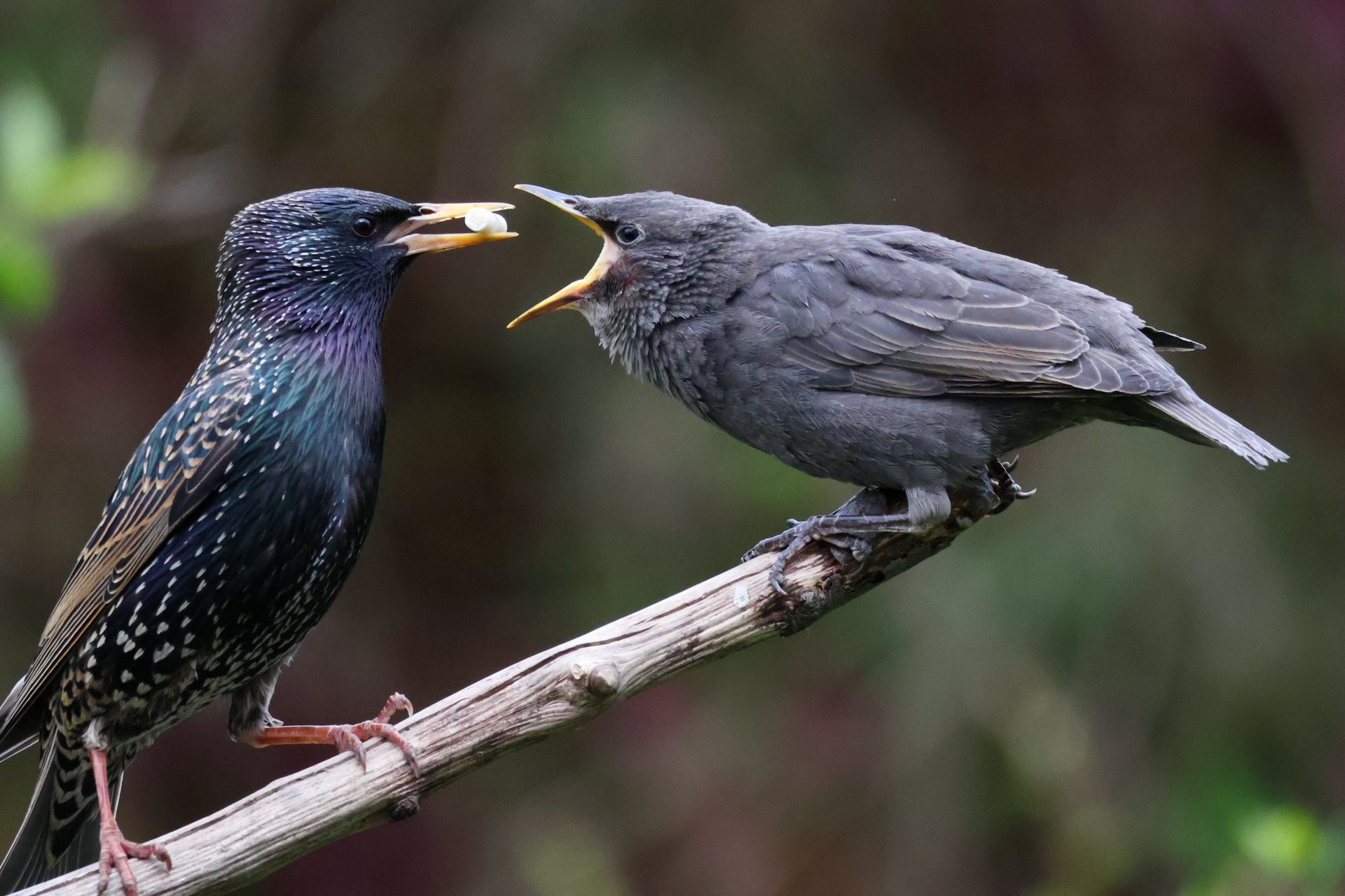Feeding time