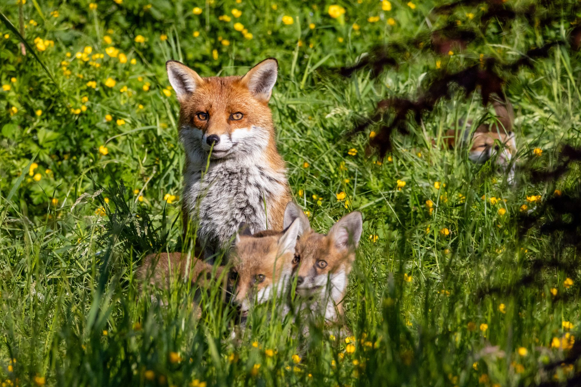 Foxes