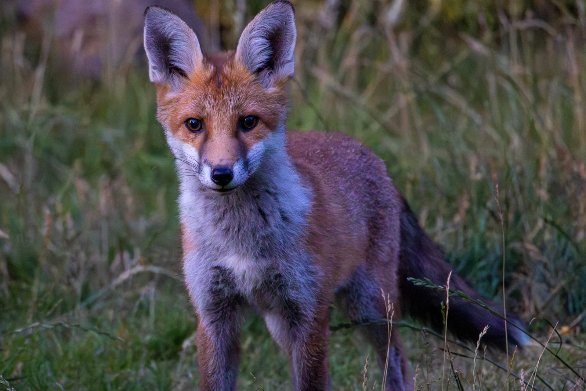Twilight Fox