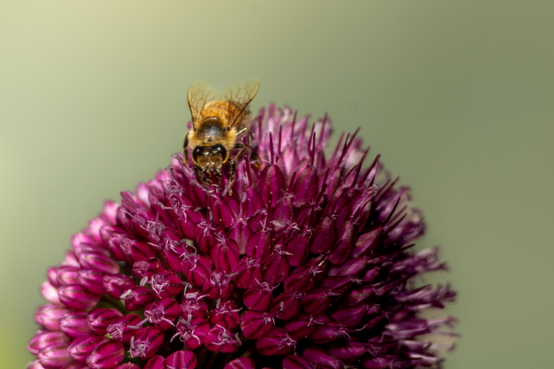 Birds, Bees, and Butterflies