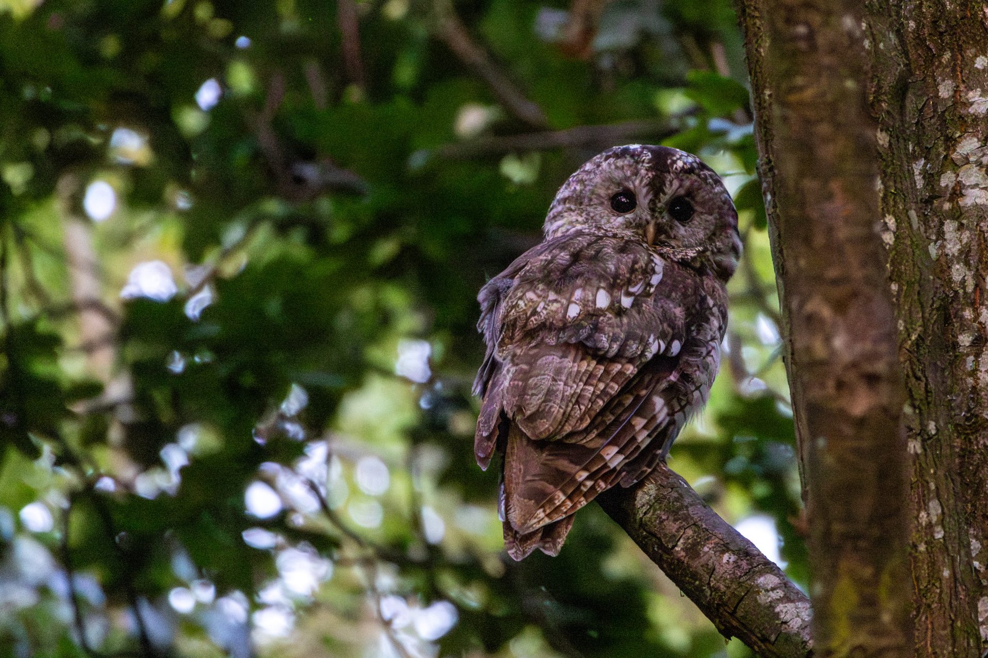 Owlets