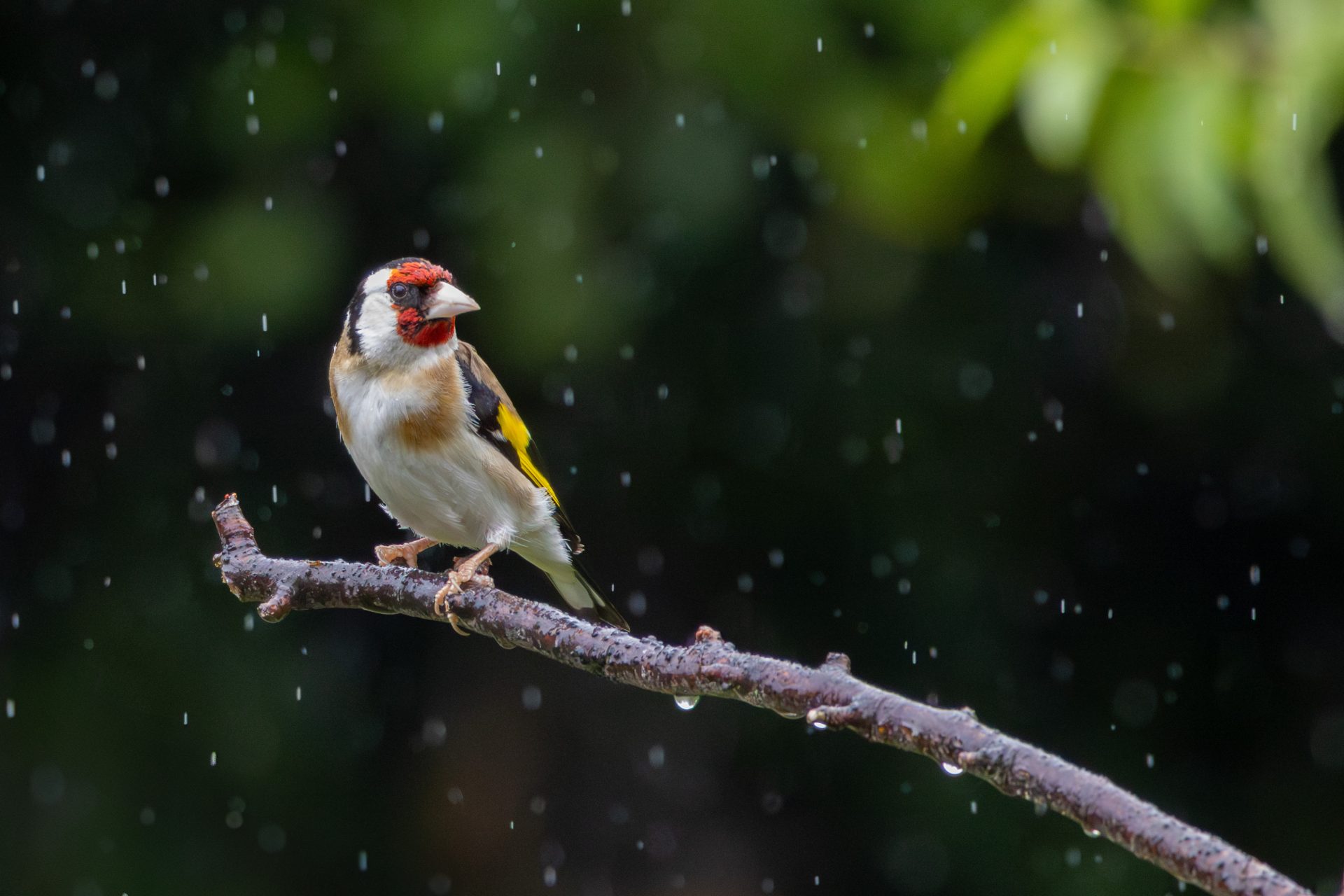 Rainy Sunday