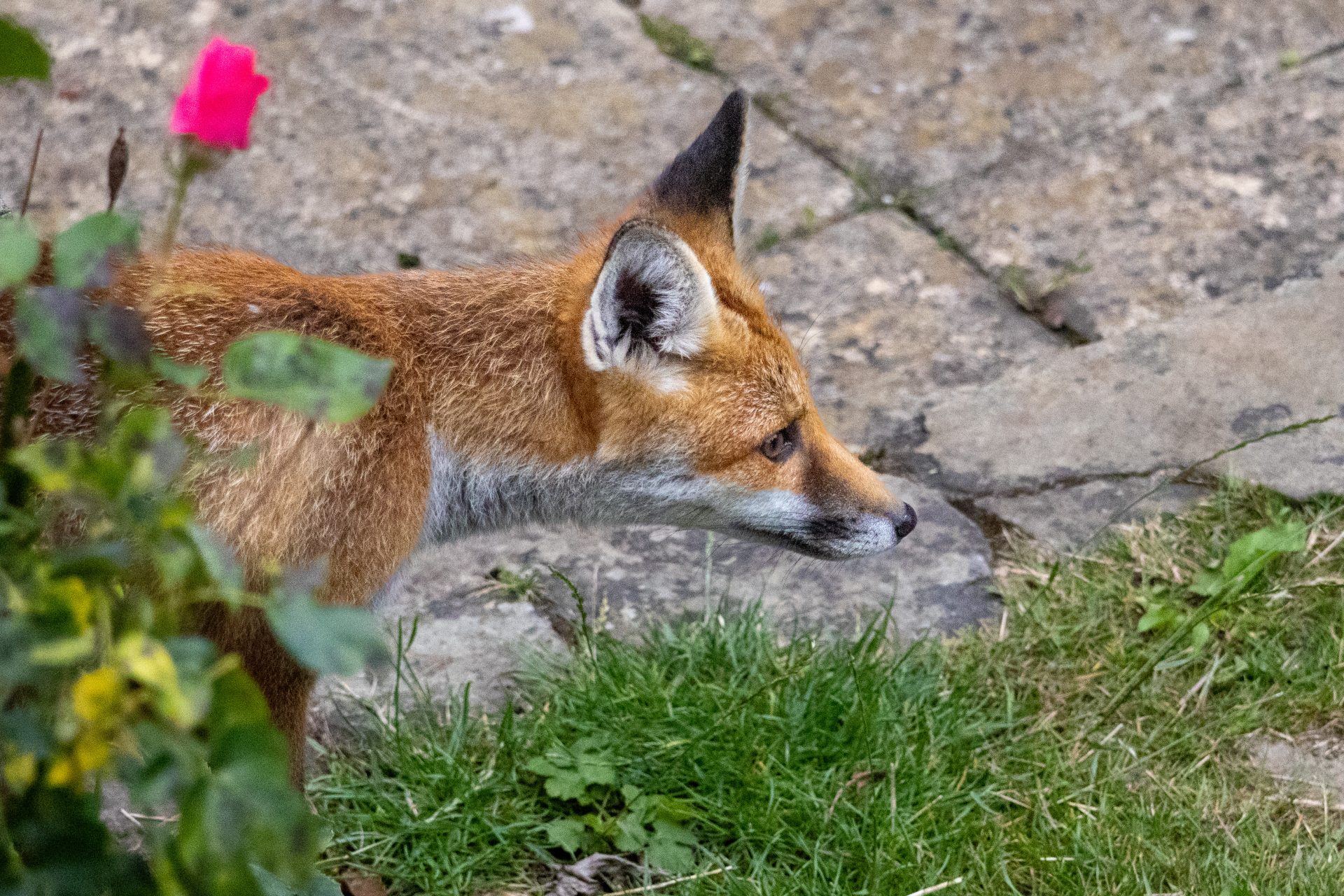 Fox cubs growing up