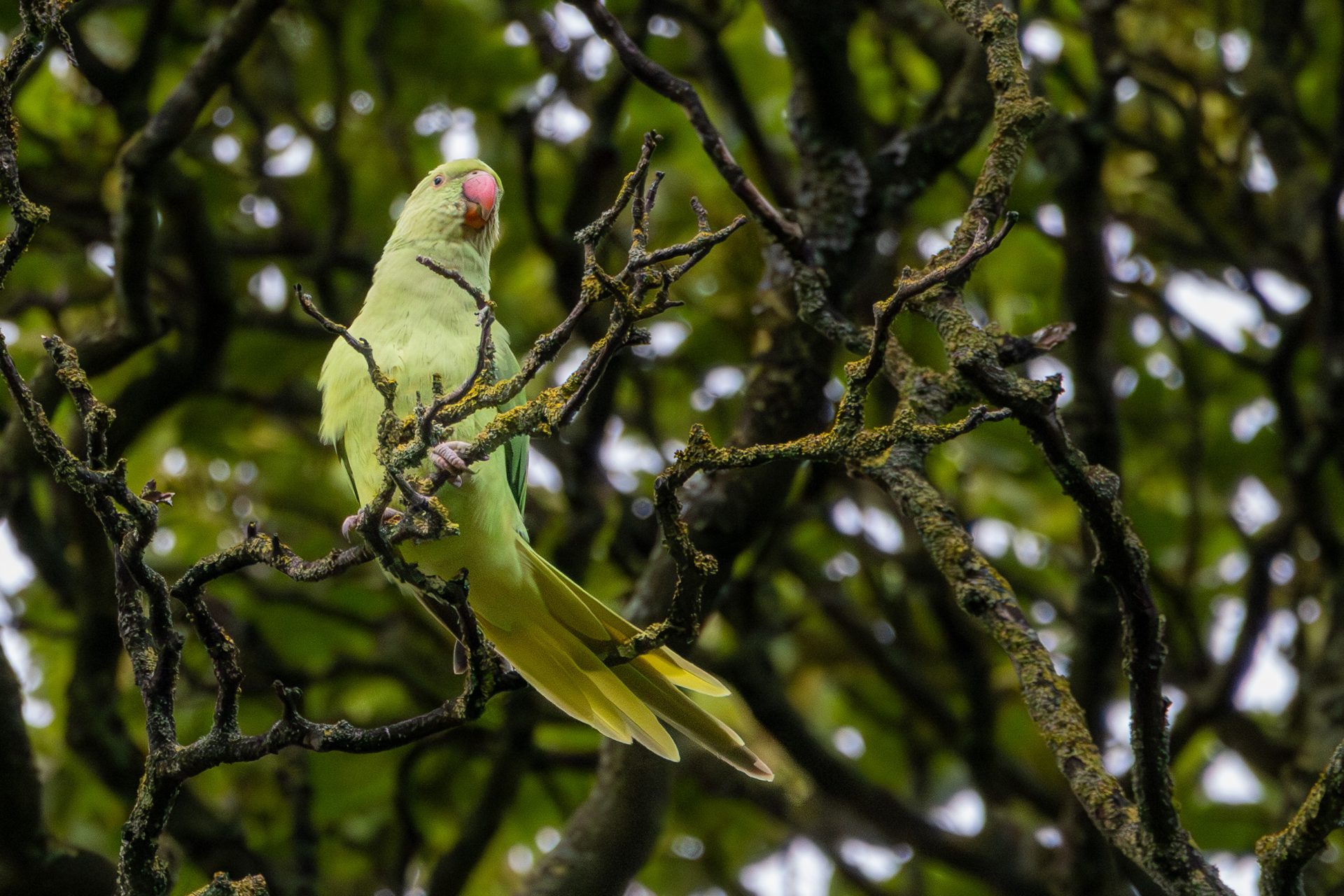 More birds
