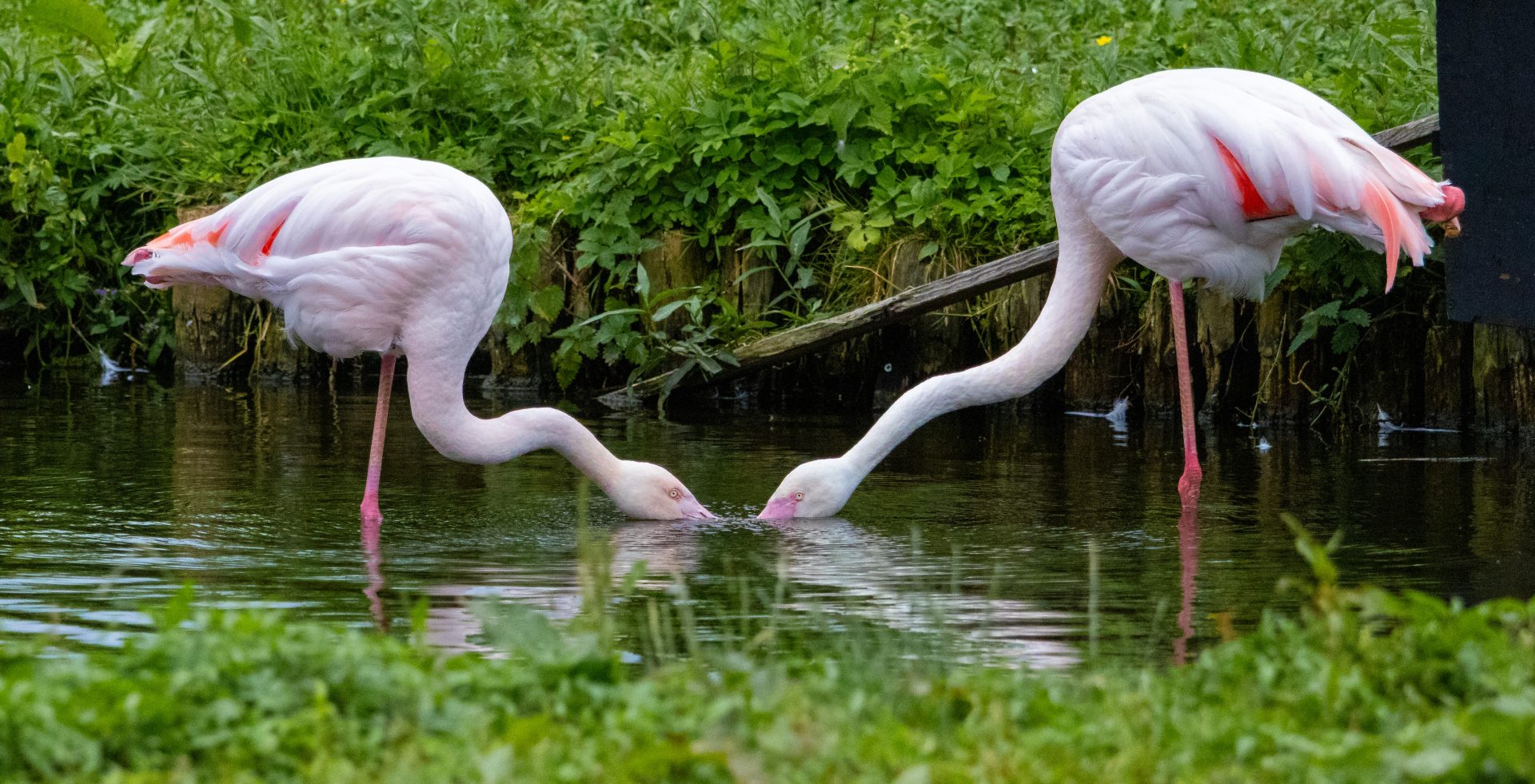 Flamingos at Martin Mere