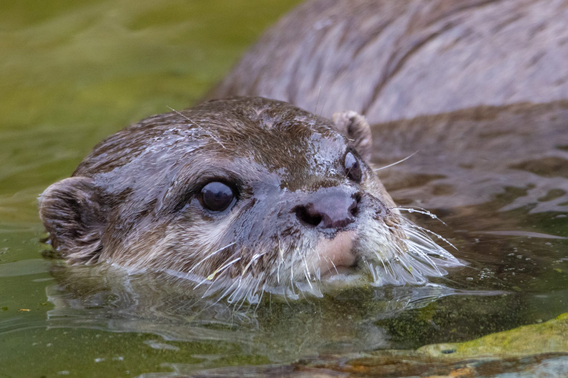 Otters at Martin Mere
