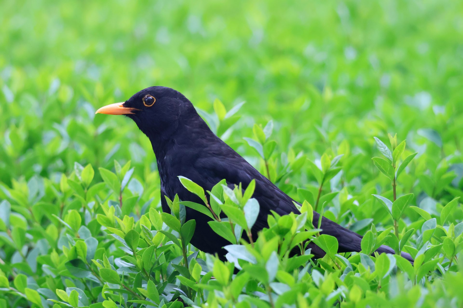 Blackbirds