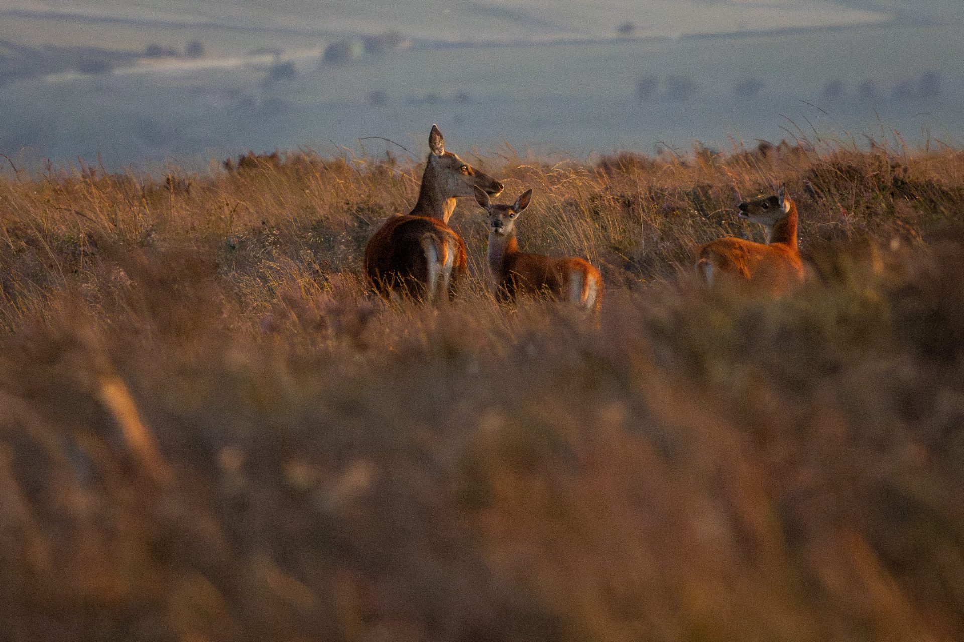 Deer at Sunset