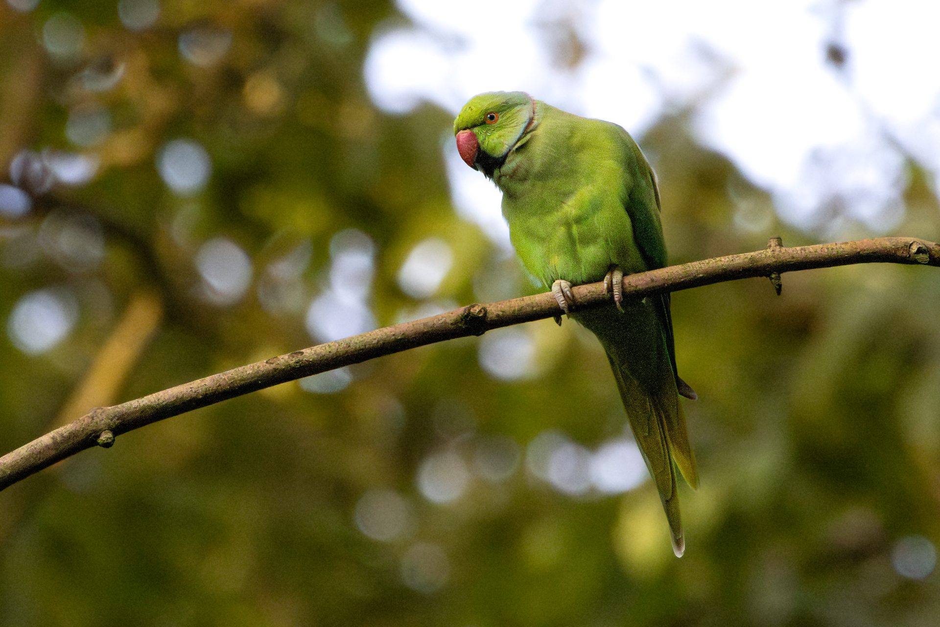 Parakeet Drama