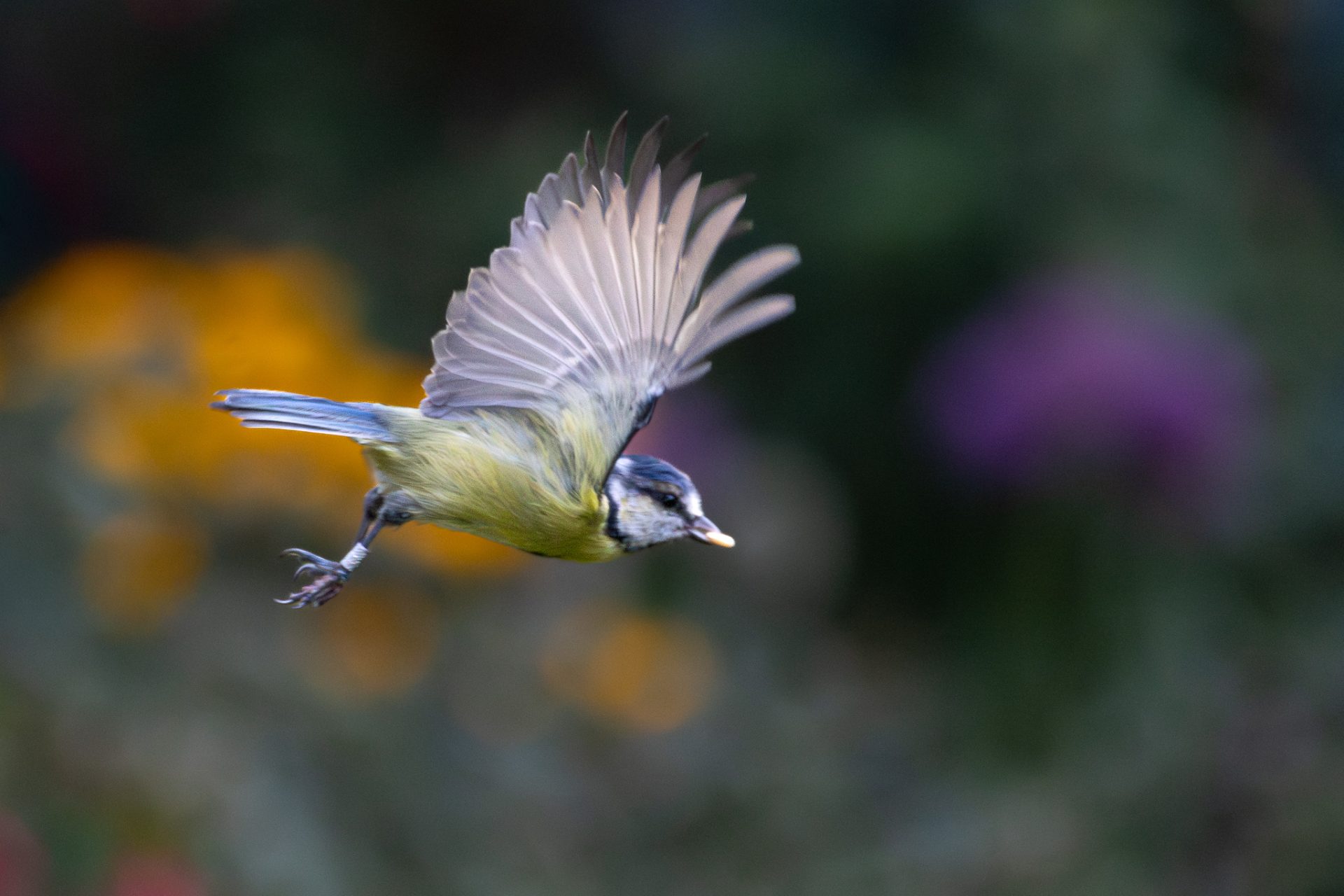 Blue Tit in Flight