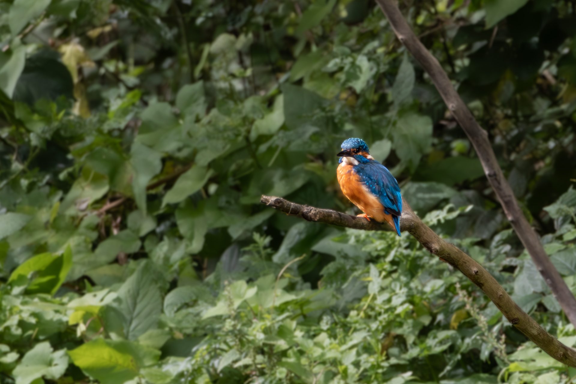 Kingfisher stalking