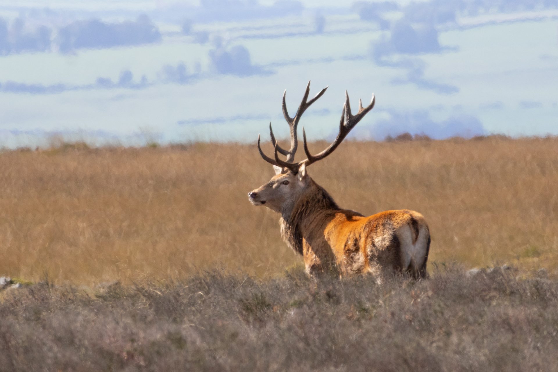 Stags