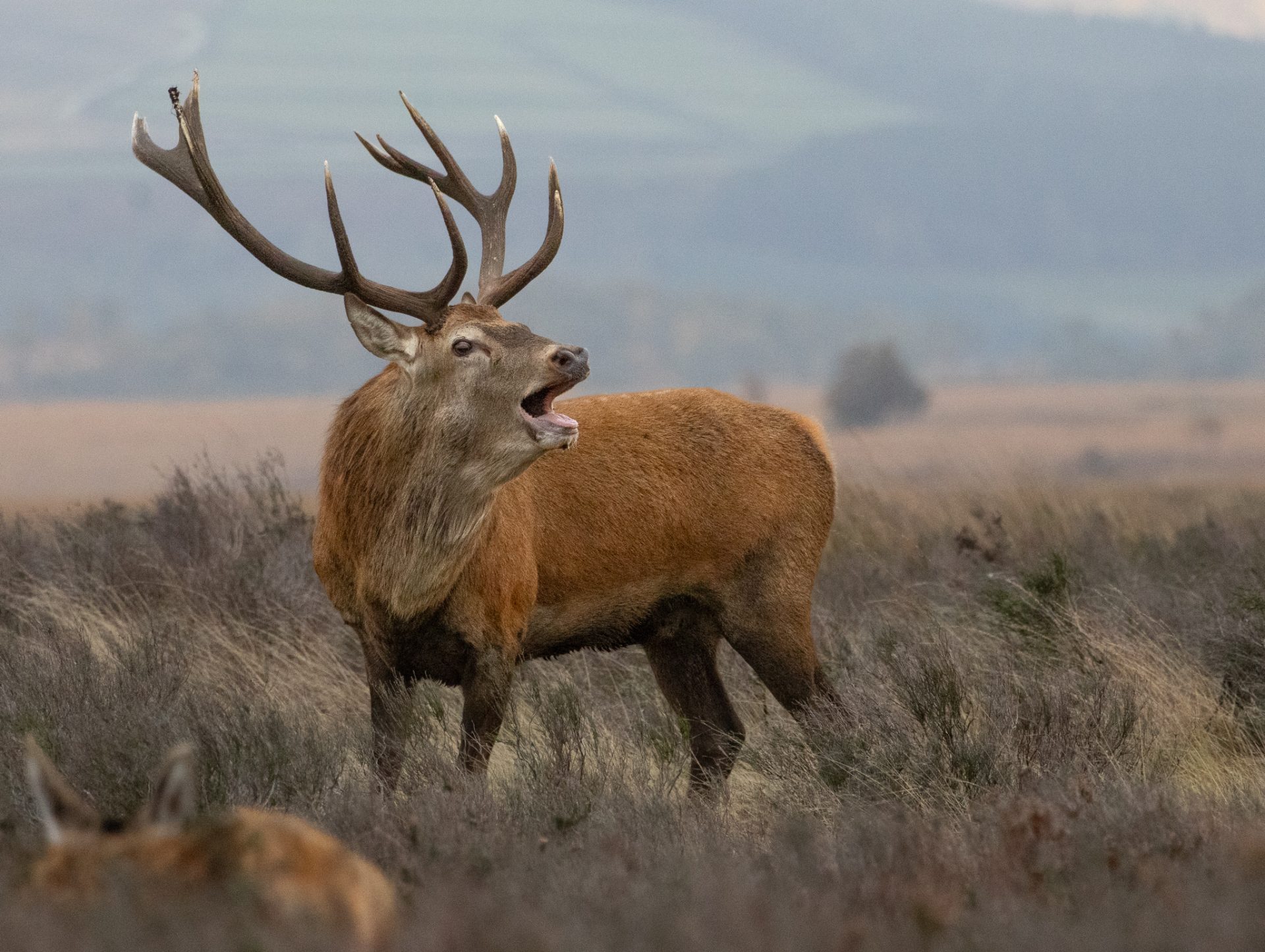 More Stags